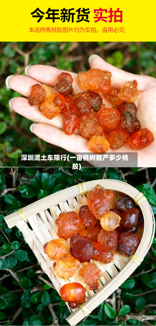 深圳泥土车限行(一亩桃树能产多少桃胶)