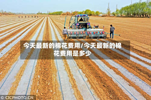 今天最新的棉花费用/今天最新的棉花费用是多少