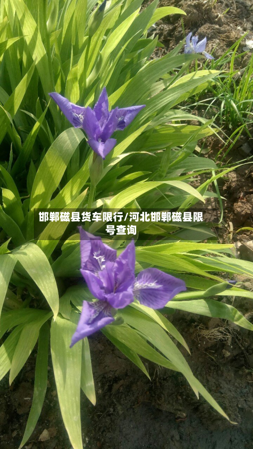邯郸磁县货车限行/河北邯郸磁县限号查询