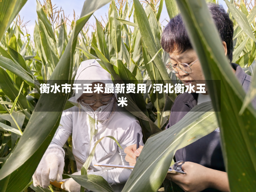 衡水市干玉米最新费用/河北衡水玉米-第2张图片