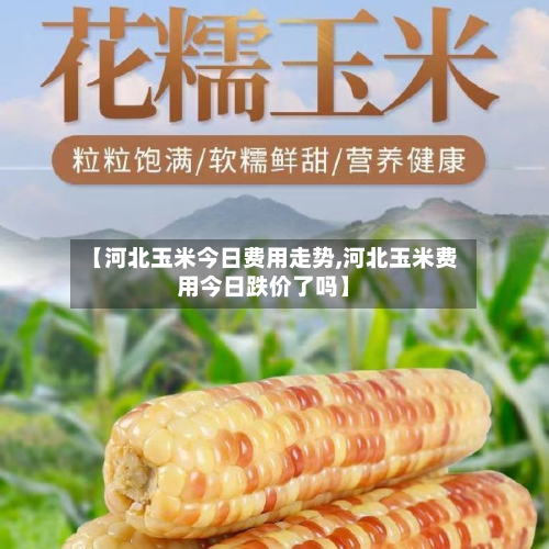 【河北玉米今日费用走势,河北玉米费用今日跌价了吗】