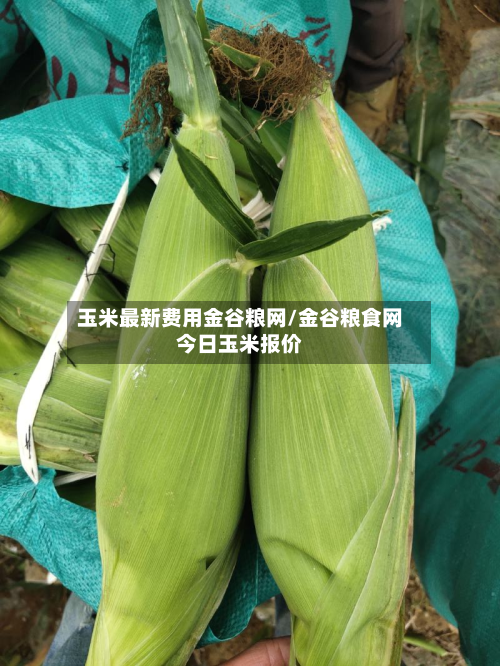 玉米最新费用金谷粮网/金谷粮食网今日玉米报价-第2张图片