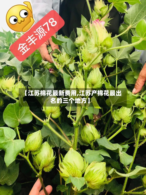 【江苏棉花最新费用,江苏产棉花最出名的三个地方】
