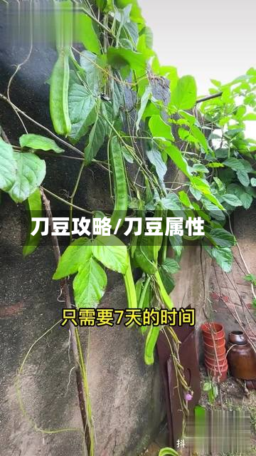 刀豆攻略/刀豆属性-第3张图片