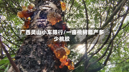 广西灵山小车限行/一亩桃树能产多少桃胶