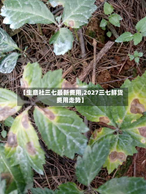 【生意社三七最新费用,2027三七鲜货费用走势】-第2张图片