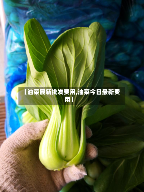 【油菜最新批发费用,油菜今日最新费用】
