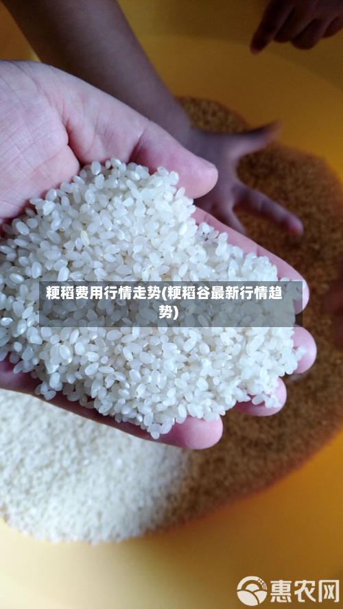 粳稻费用行情走势(粳稻谷最新行情趋势)-第2张图片