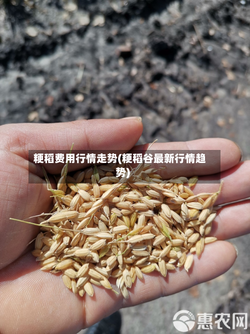 粳稻费用行情走势(粳稻谷最新行情趋势)-第3张图片