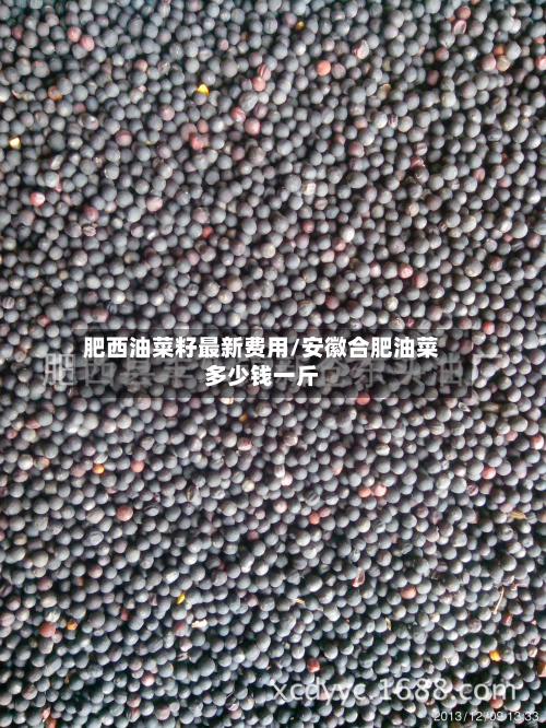 肥西油菜籽最新费用/安徽合肥油菜多少钱一斤