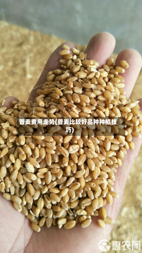 普麦费用走势(普麦比较好品种种植技巧)-第2张图片