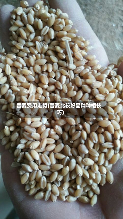 普麦费用走势(普麦比较好品种种植技巧)