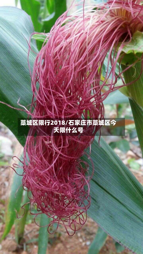藁城区限行2018/石家庄市藁城区今天限什么号-第2张图片