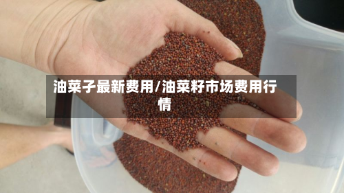 油菜孑最新费用/油菜籽市场费用行情-第2张图片