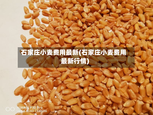 石家庄小麦费用最新(石家庄小麦费用最新行情)-第2张图片