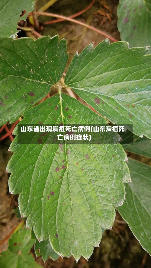山东省出现炭疽死亡病例(山东炭疽死亡病例症状)-第2张图片