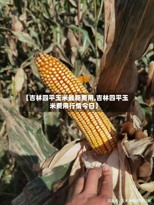 【吉林四平玉米最新费用,吉林四平玉米费用行情今日】