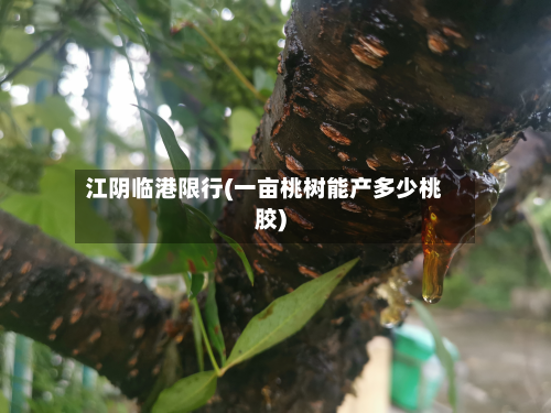 江阴临港限行(一亩桃树能产多少桃胶)-第2张图片