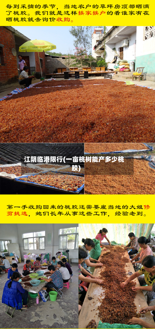 江阴临港限行(一亩桃树能产多少桃胶)