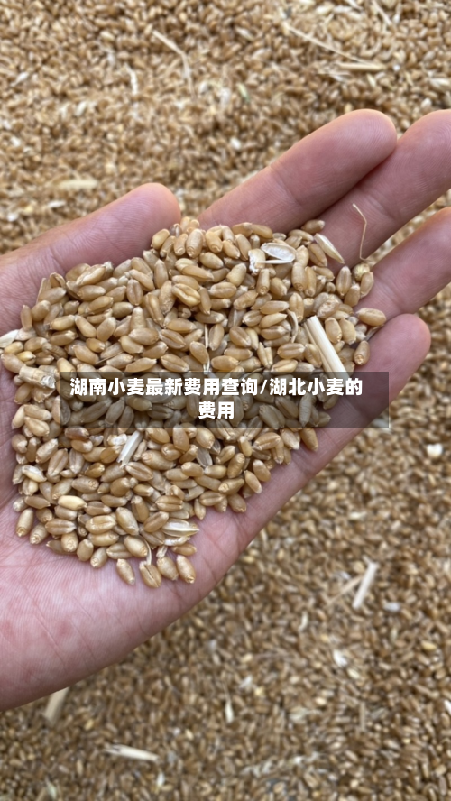湖南小麦最新费用查询/湖北小麦的费用-第2张图片