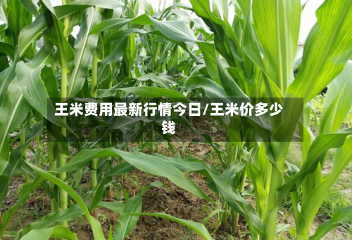 王米费用最新行情今日/王米价多少钱